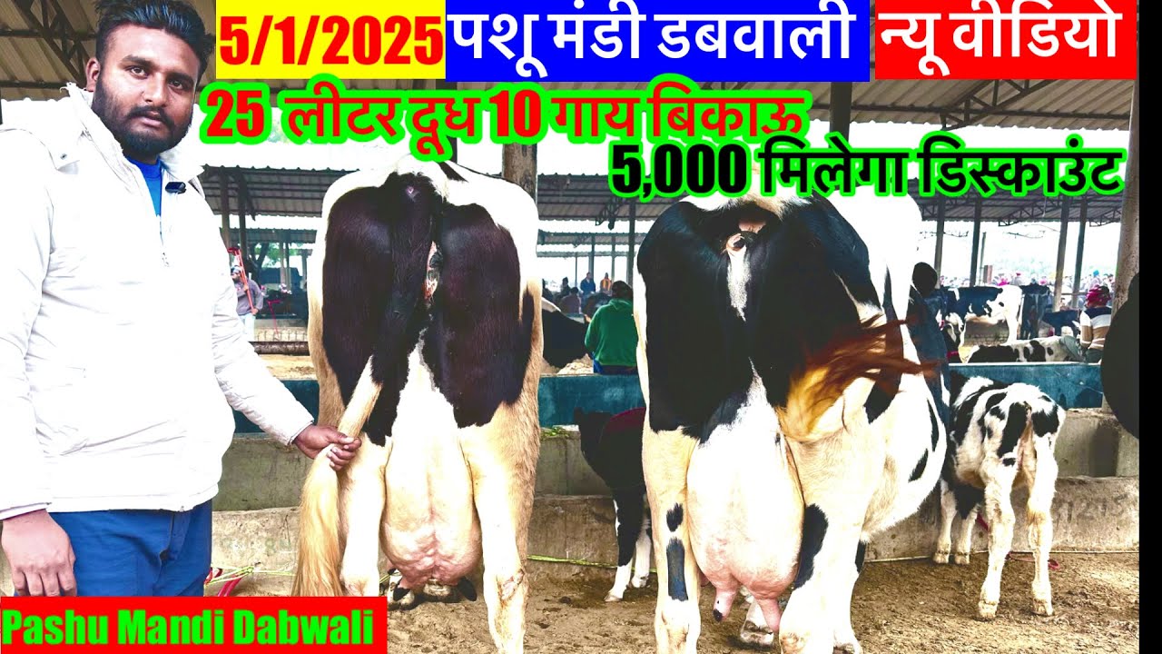 05/01/2025 पशू मंडी डबवाली की 10 गाय बिकाऊ 25 लीटर दूध 90,000 के दाम शुरू Pashu Mandi Dabwali