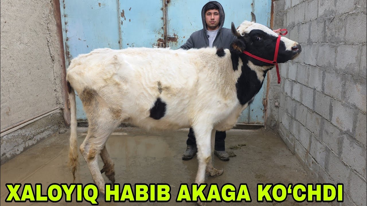 Akbarshoh ukamizdan yangi partiya bo‘g‘ozlar marilar va buqalar 21-yanvar, 2026