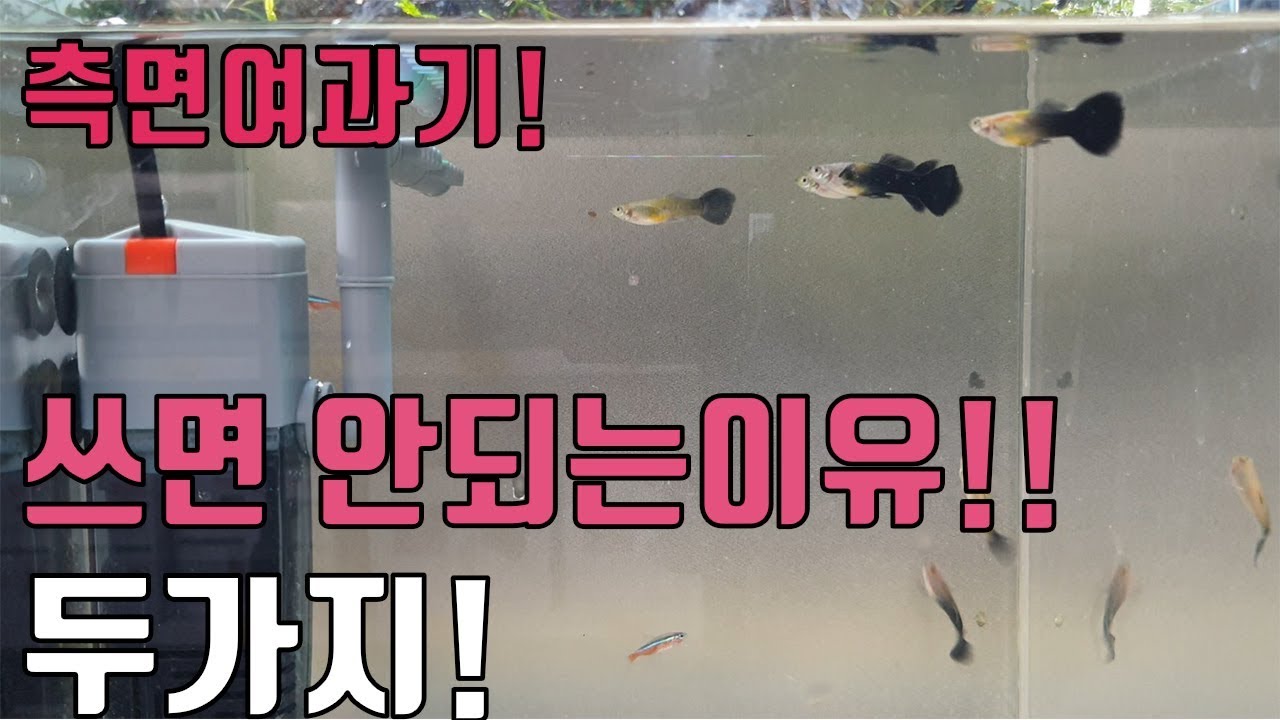 측면여과기를 쓰면안되는이유 2가지! 물고기가 힘들어합니다.....