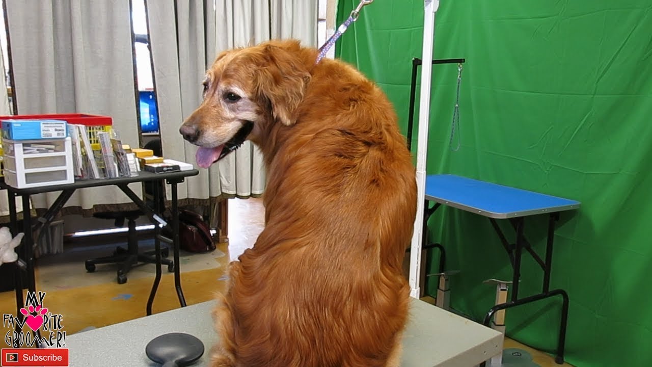 Golden Retriever Grooming