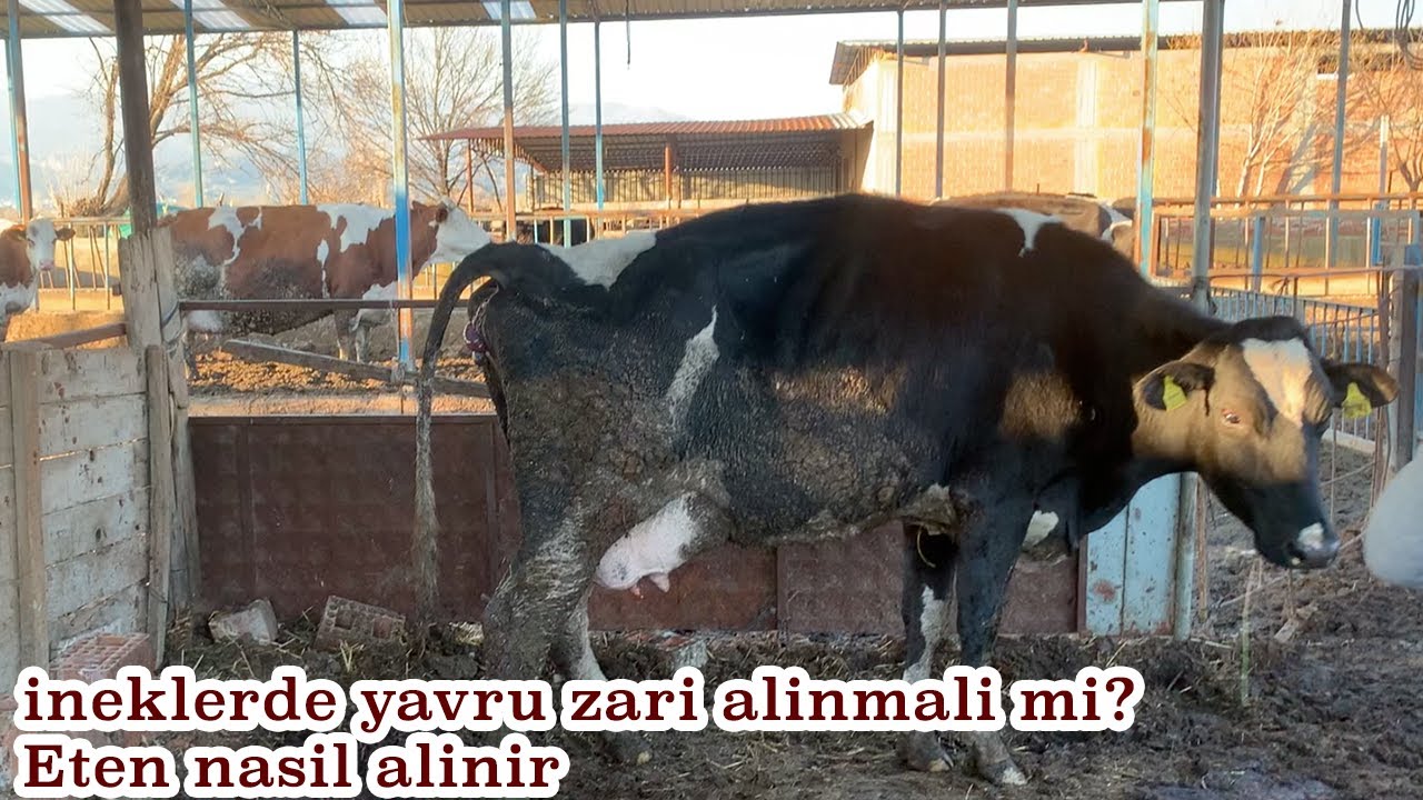 İneklerde eten d&uuml;şmemesi | Eten alma | İneklerde eten kalırsa ne olur? | Yavru zarı alma