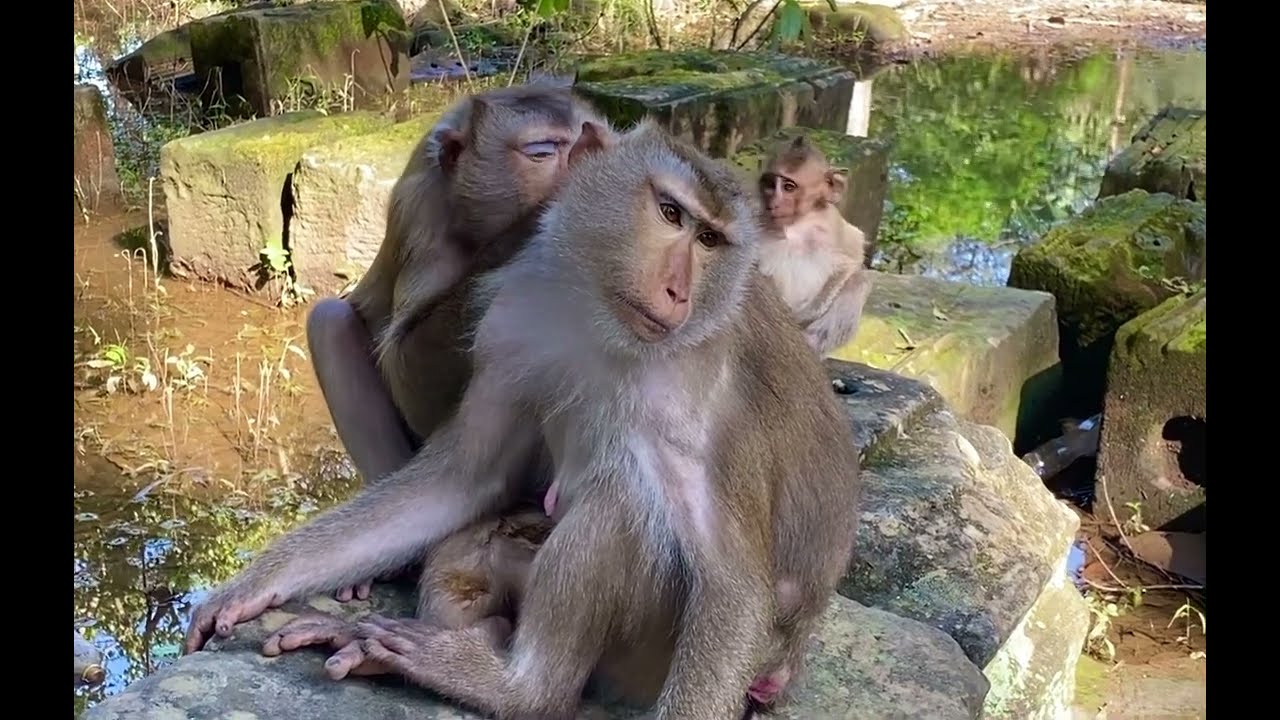 Three Gentle Monkeys Share a Sweet and Peaceful Moment Together as They Sit Calmly in Nature Today