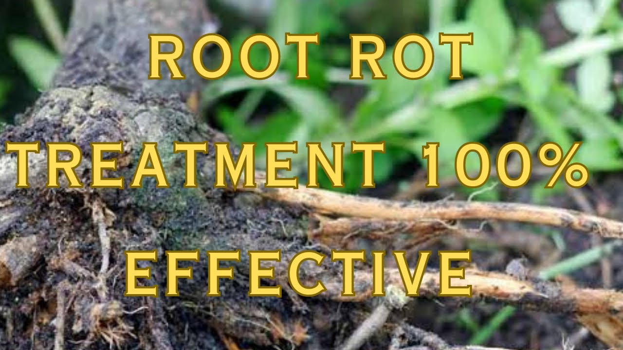 100 % root rot effective treatment