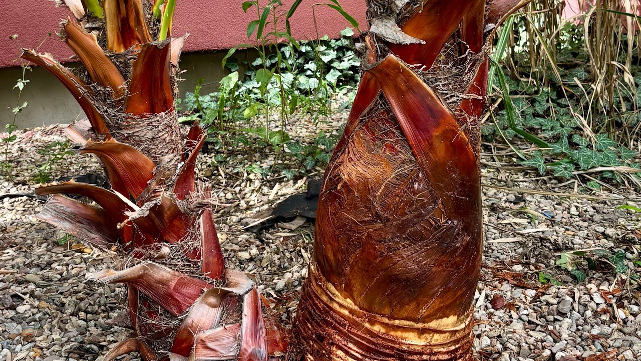 Palma Waszyngtonia robusta - golenie pnia
