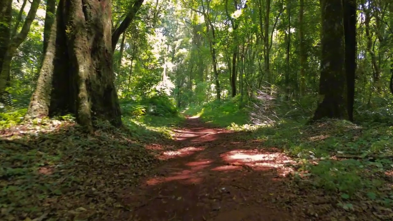 TRILHAS DO IGUAÇU - CANAFÍSTULA