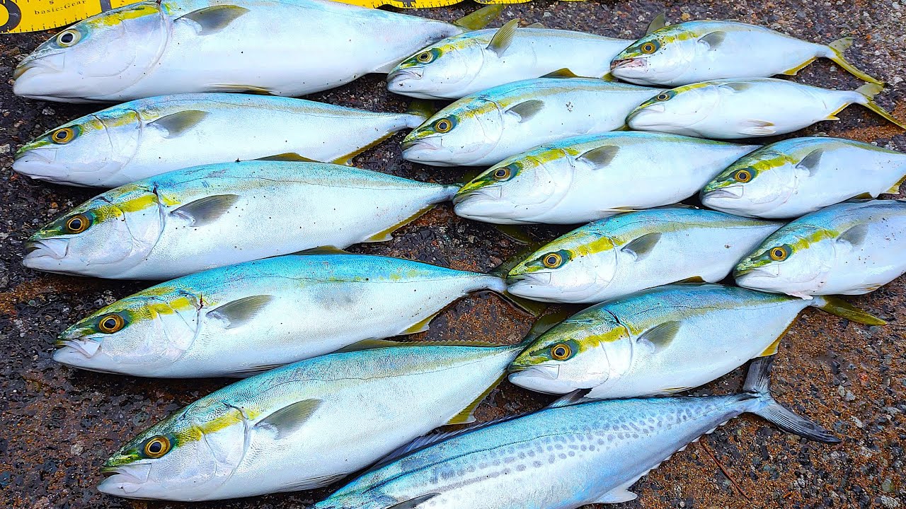 真冬の激荒れの海で青物が次々釣れる爆釣劇【ショアジギング】