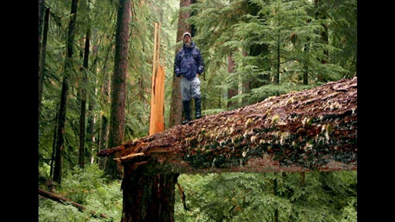 Paul Stamets - Solutions from the Underground | Bioneers