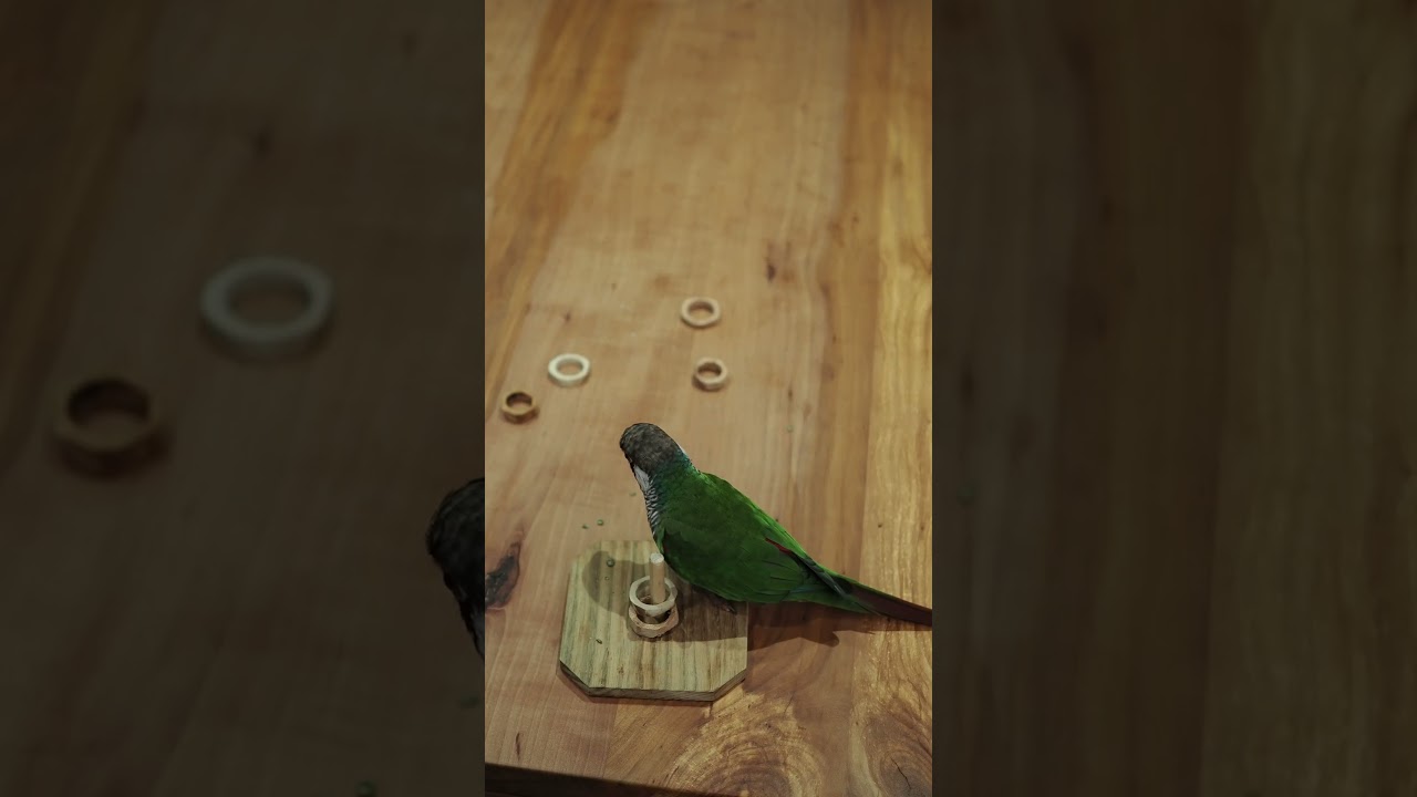 Fern loves her rings 🥰🦜