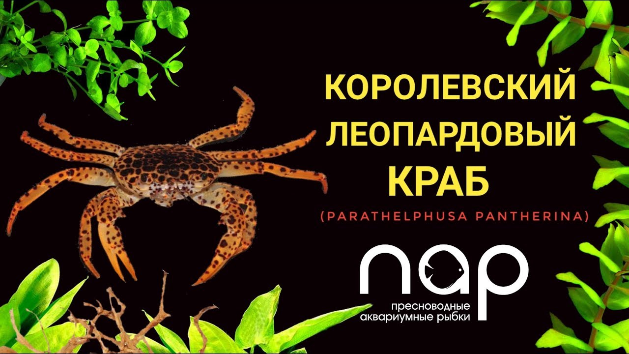 Королевский леопардовый краб (Parathelphusa pantherina).