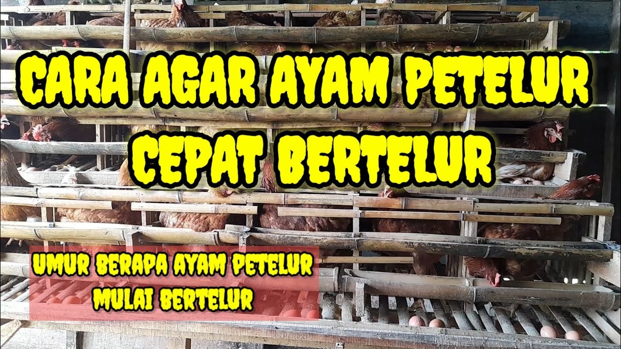cara agar ayam petelur cepat bertelur