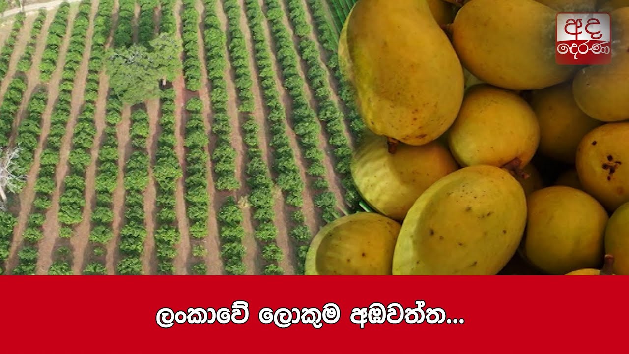 ලංකාවේ ලොකුම අඹවත්ත...