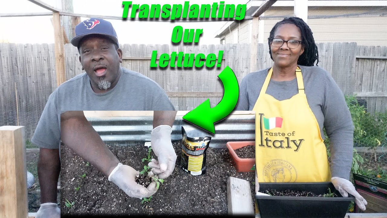 Transplanting Our Lettuce!