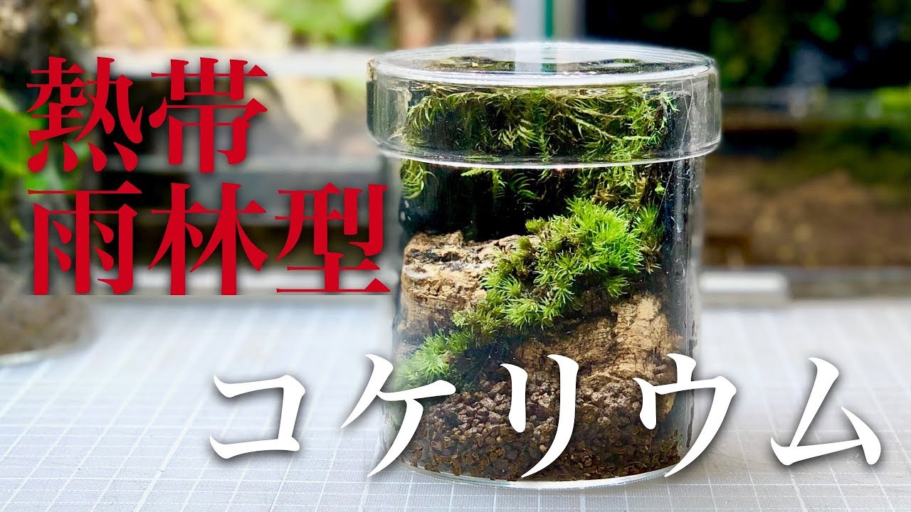 【コケリウム入門】パルダリウム型 超小型コケリウムを作る #006【パルダリウム】