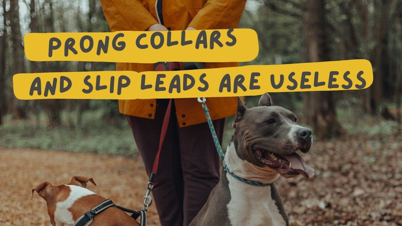 slips leads and prong collars are not as great as you think