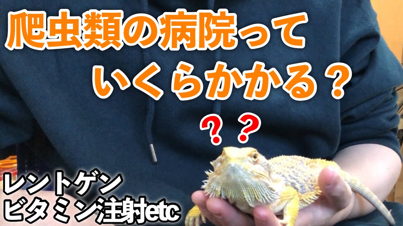 爬虫類の病院代はいくらかかるのか？