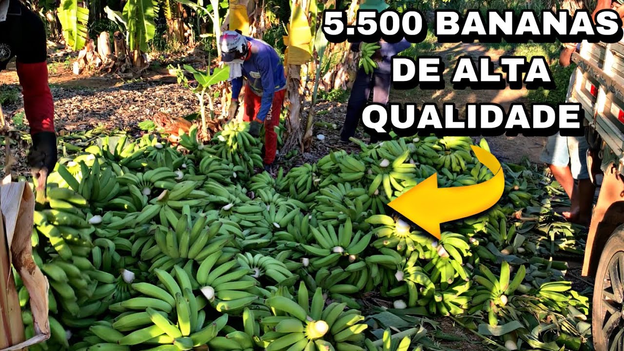 COLHEITA INCRIVEL DE BANANAS PACOVAN, MAIS DE 5.500 BANANAS