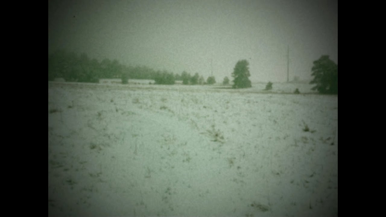 Future of Forestry / Eric Owyoung - Morning Gold