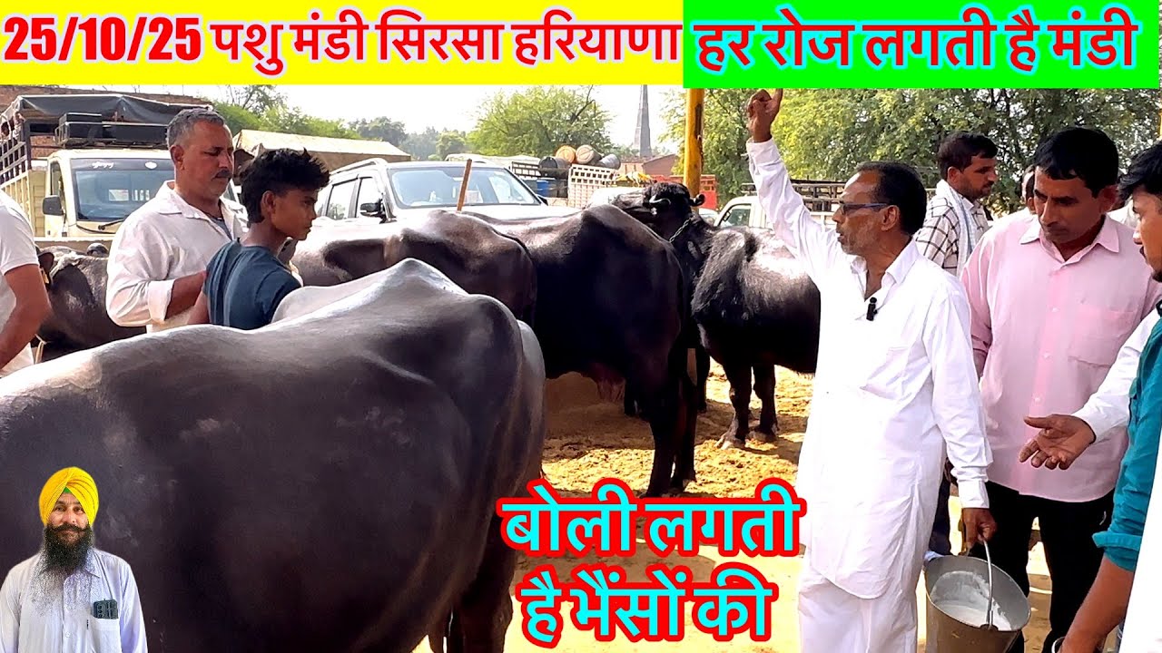 25/10/25 पशु मंडी सिरसा हरियाणा डेली लगती है मंडी यहाँ बोली लगती है भैंसें की लास्ट तक सौदा देखें