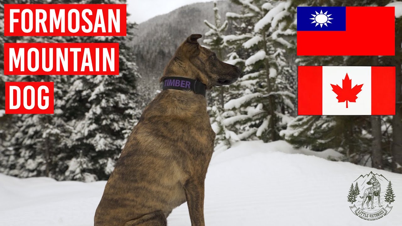 Formosan Mountain Dog