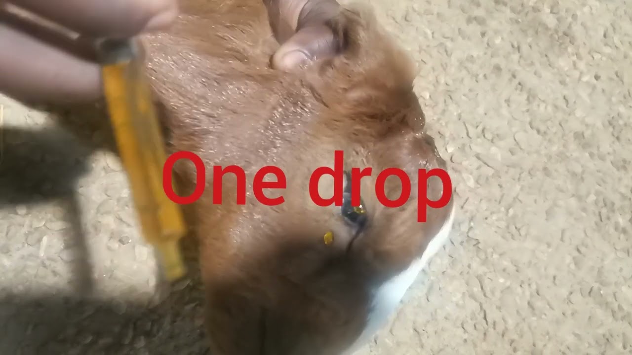 How to treat eye problems in goat kids