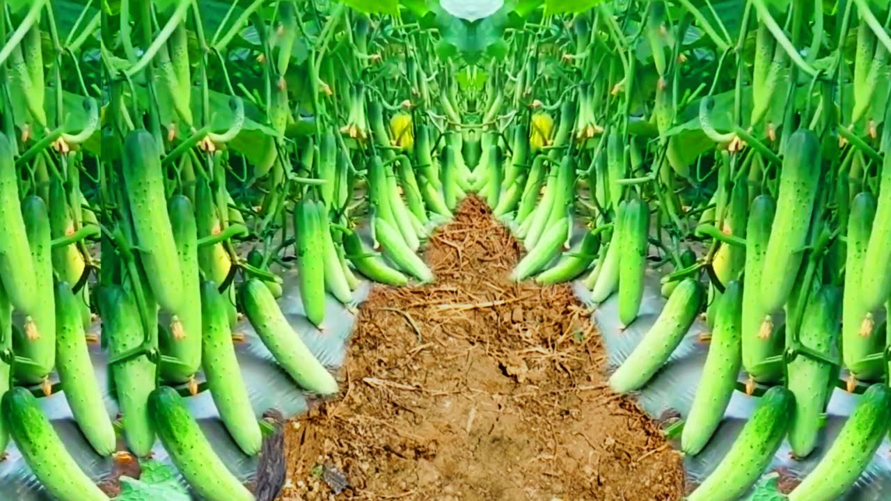 खीरा की खेती करने का सही समय🌱kheera ki kheti kab aur kaise karen khira ki top variety kakdi ki kheti