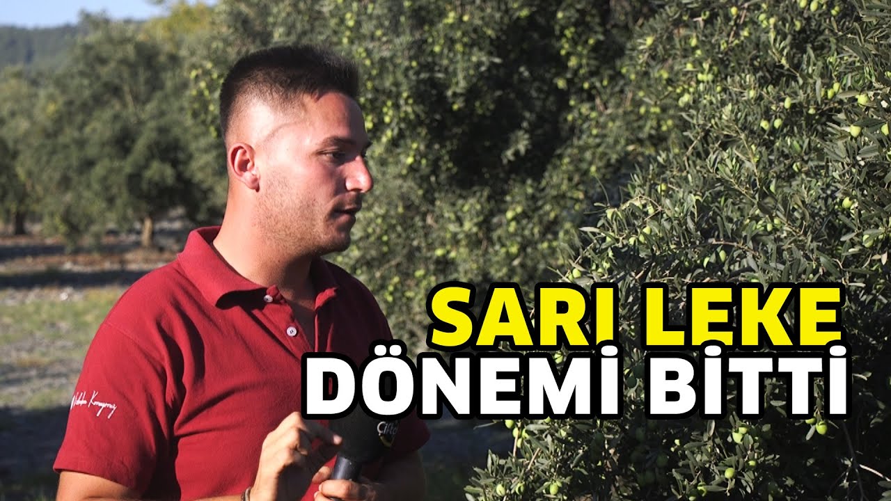 Zeytinde Var Yılı Yok Yılı, Sarı Leke dönemi BİTTİ - Tarımda Başarı