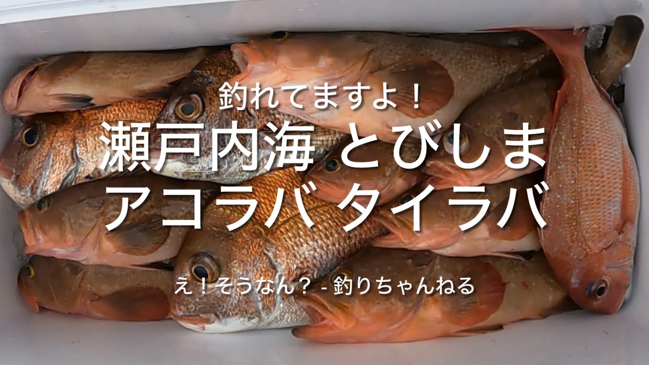 瀬戸内海 とびしま アコラバ タイラバ　#船釣り #lurefishing #offshorefishing #fishing #アコウ #タイ #タイラバ