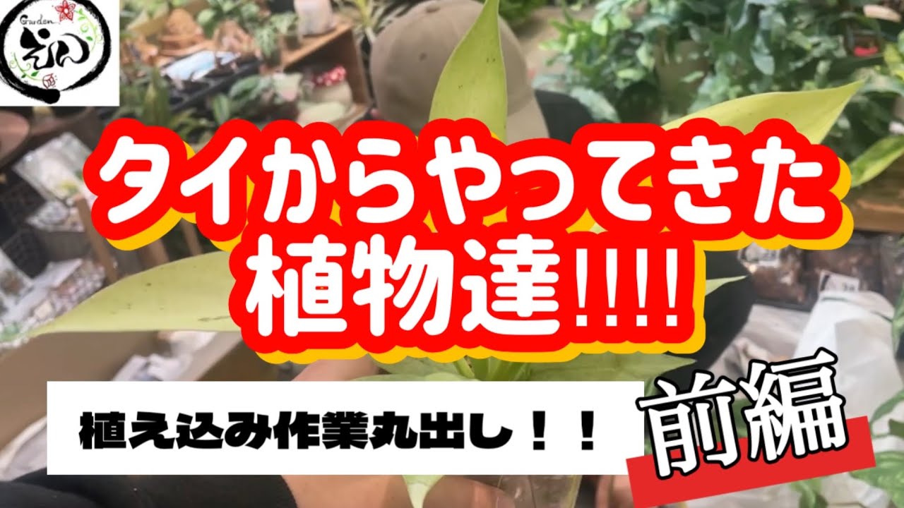 【前編・タイからの輸入苗】営業後の植え込み作業！可愛い過ぎて可愛いしか言葉出ない。　#gardenえん  #観葉植物　#フィロデンドロン　#philodendron #aroidplant
