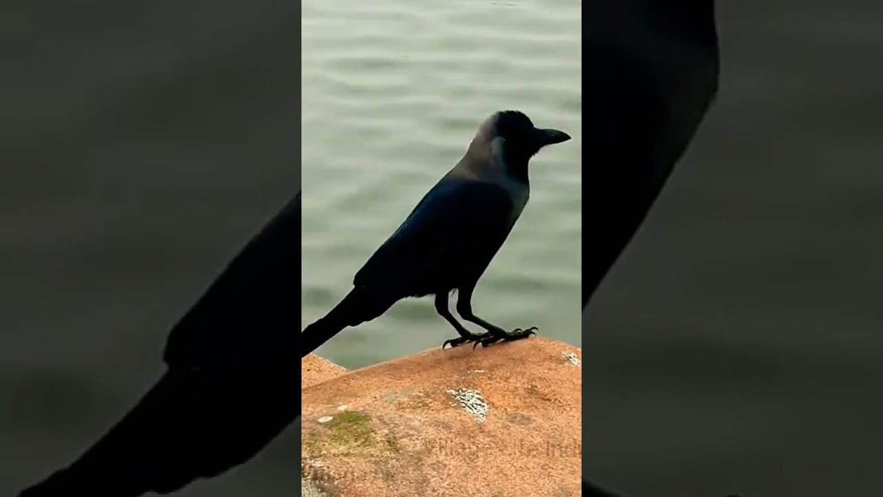 Village Crow🌴🌴#short  🌴🌾#Village Life India YouTube Channel 🙏🙏