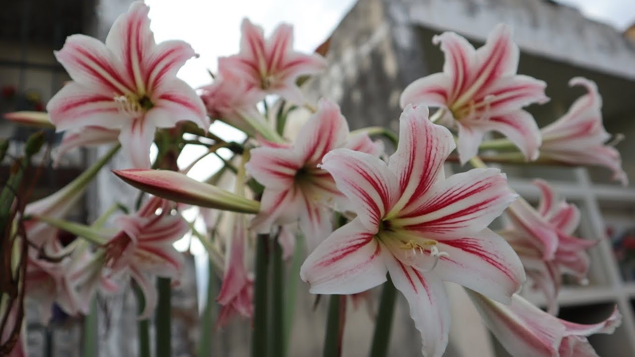 Hippeastrum vittatum - flora argentina - Amarillys - azucena - suegra y nuera - amarillis