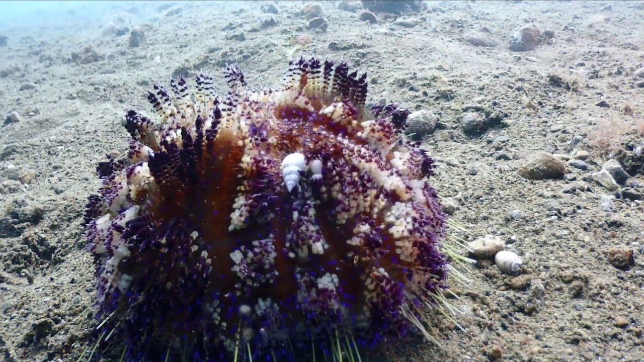 anilao secret bay NO 43   HD 1080p