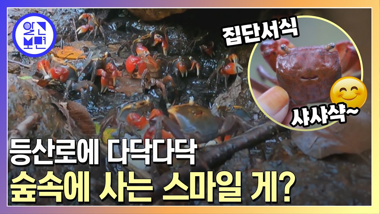 나무 타는 붉은 게! 숲속 수상한 생명체의 정체는..