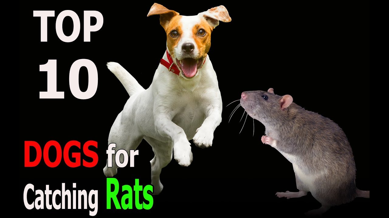 Top 10 Dog Breeds for Catching Rats | Top 10 animals