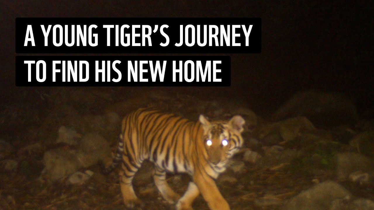 One tiger's 70km journey | WWF-Thailand