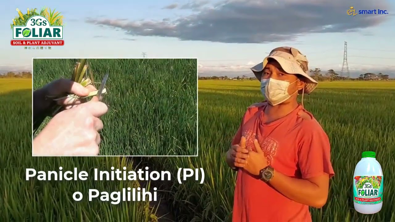 Paano nakakatulong ang 3Gs FOLIAR FERTILIZER sa Palay?