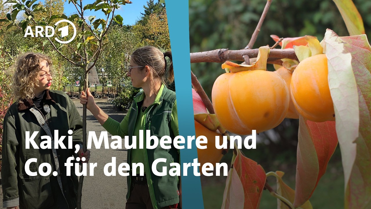 Besondere Obstgehölze für Garten und Kübel | MDR Garten