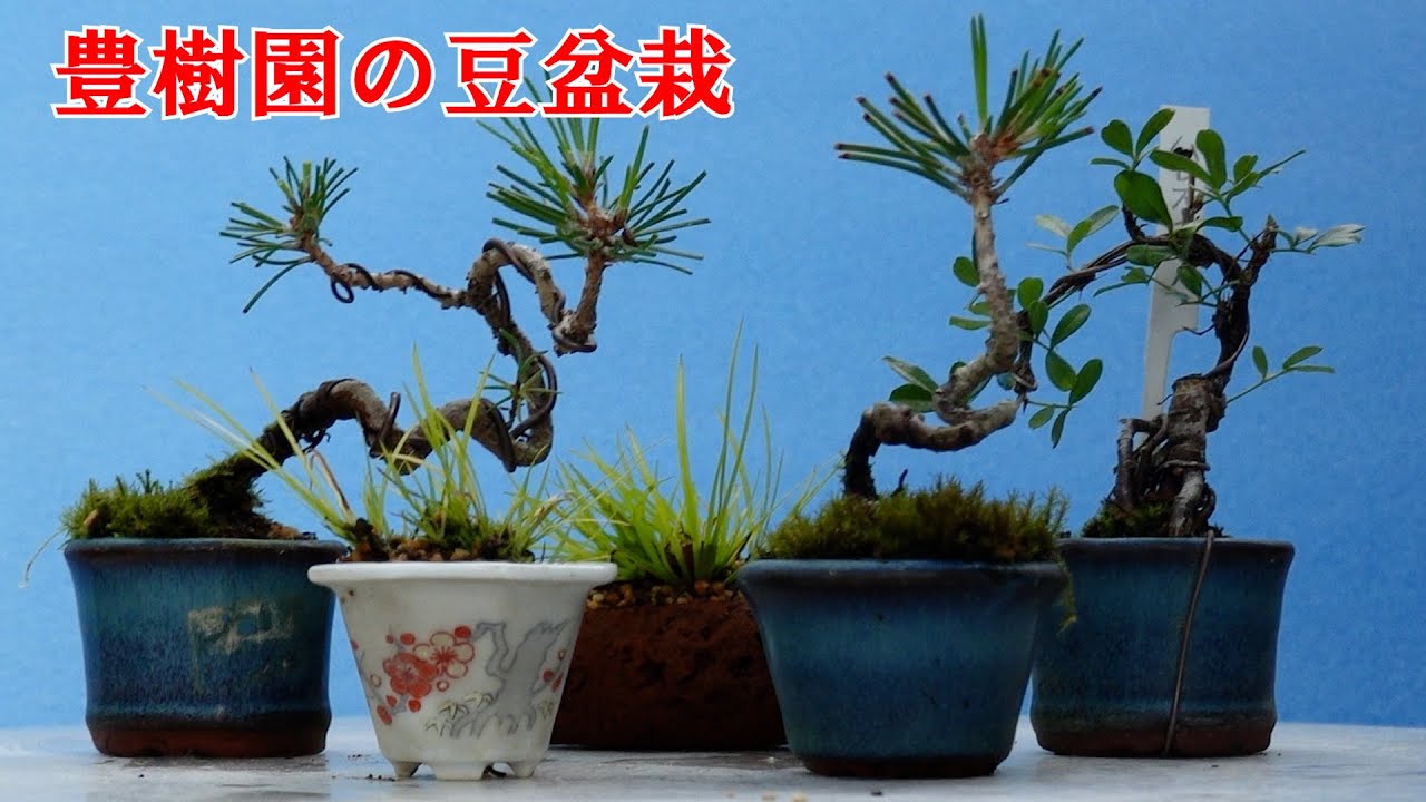 豆盆栽を作る為の挿し木のアドバイス
