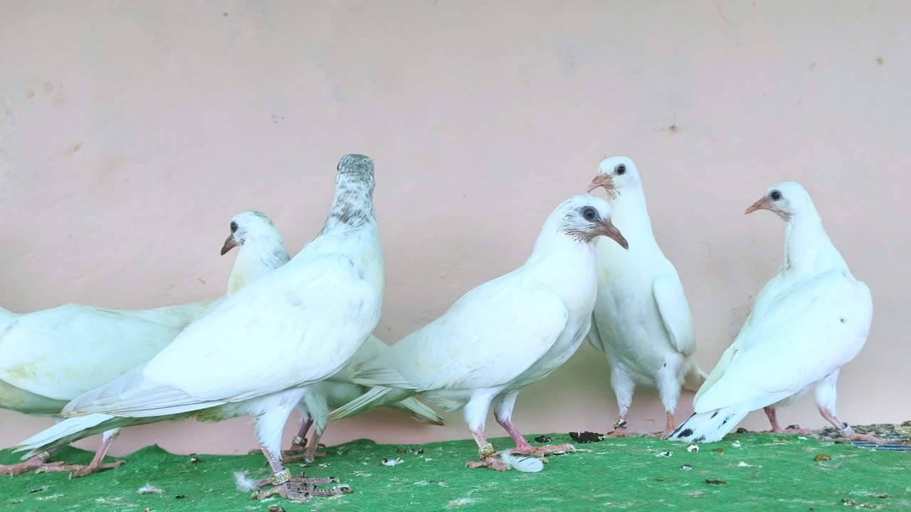 Ankit Ajrada ( Hapur) 11 Champion Baby Pigeon 2nd Time  || 9690790152 ||