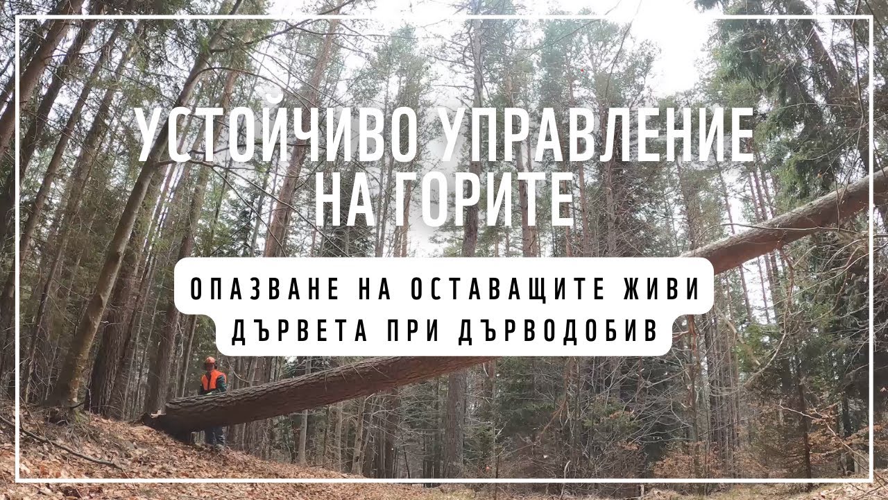 Добри практики за опазване на оставащите живи дървета при дърводобив |Устойчиво управление на горите