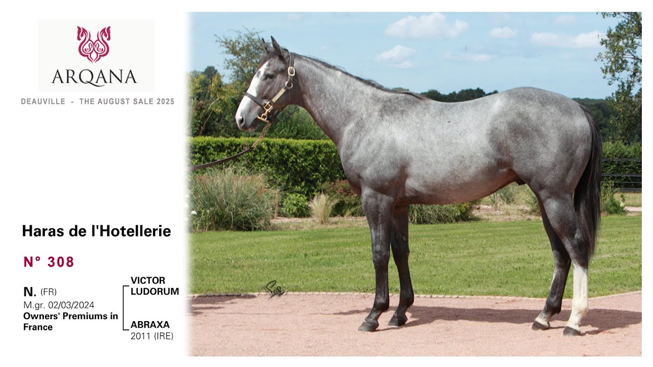 Arqana - V2 August sale 2025 - N° 308, M. / Victor Ludorum, présenté par le Haras De L'Hotellerie