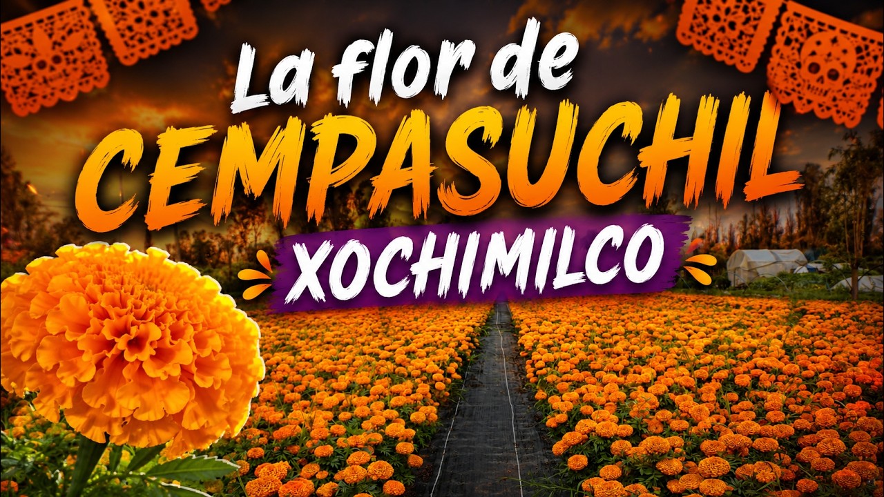🏵️¡Así es la increíble producción de la flor de cempasúchil en México DOCUMENTAL!🏵️