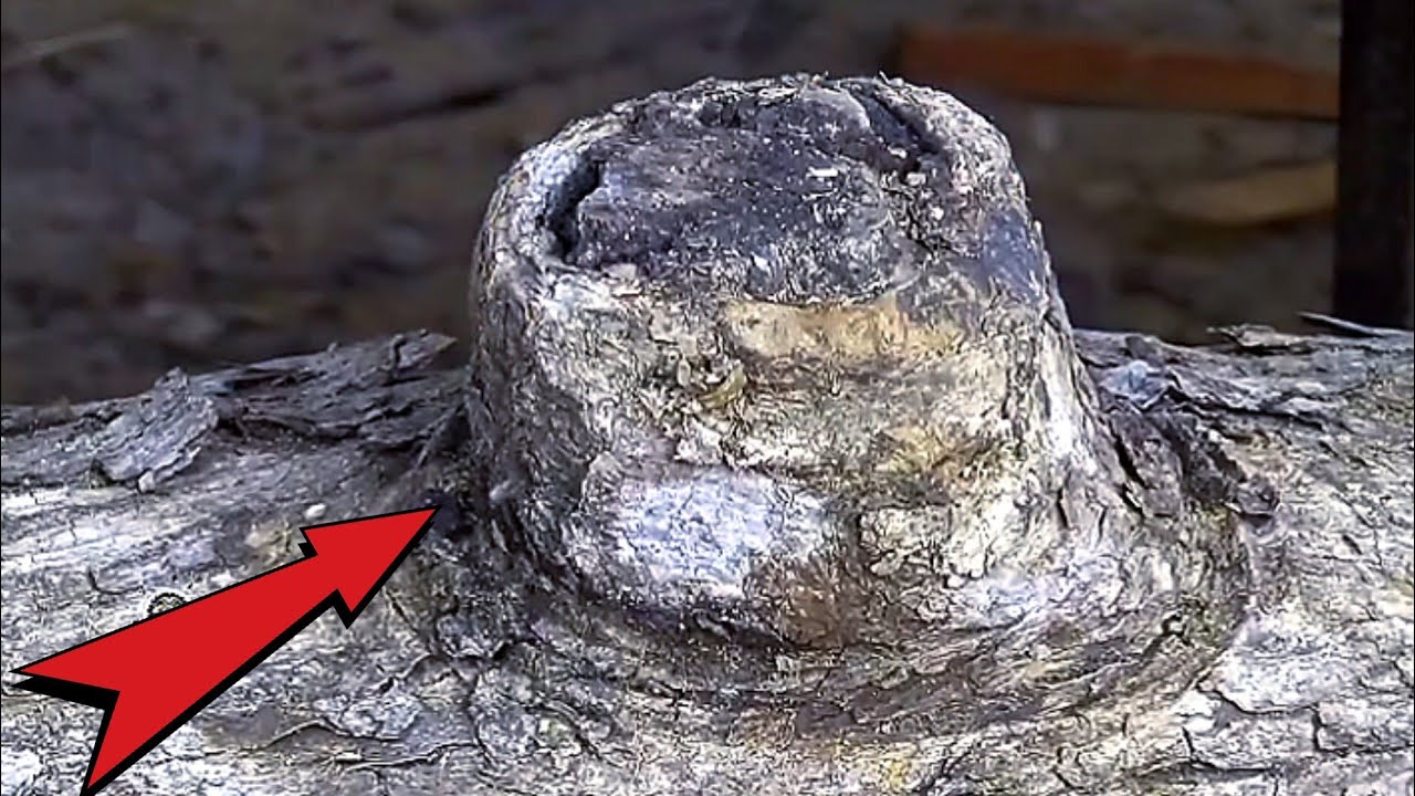 The Hardest Wood In The World || Band Saws Can't Cut It