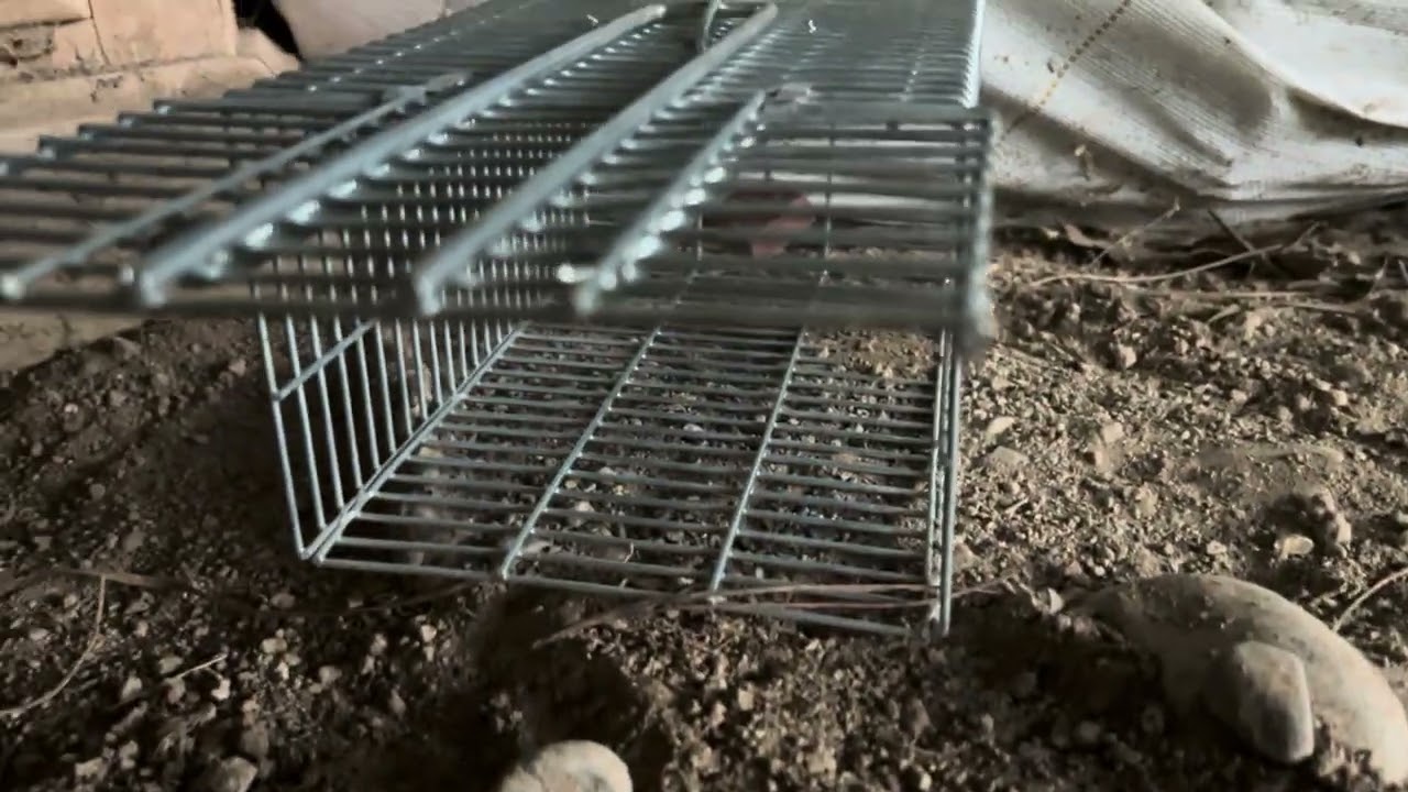 Checking the traps 