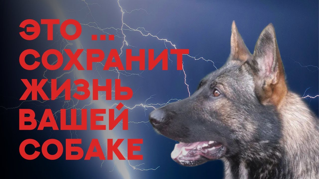 Это сохранит жизнь вашей собаке. Самый важный навык из всех возможных. It wil save your dog's life.