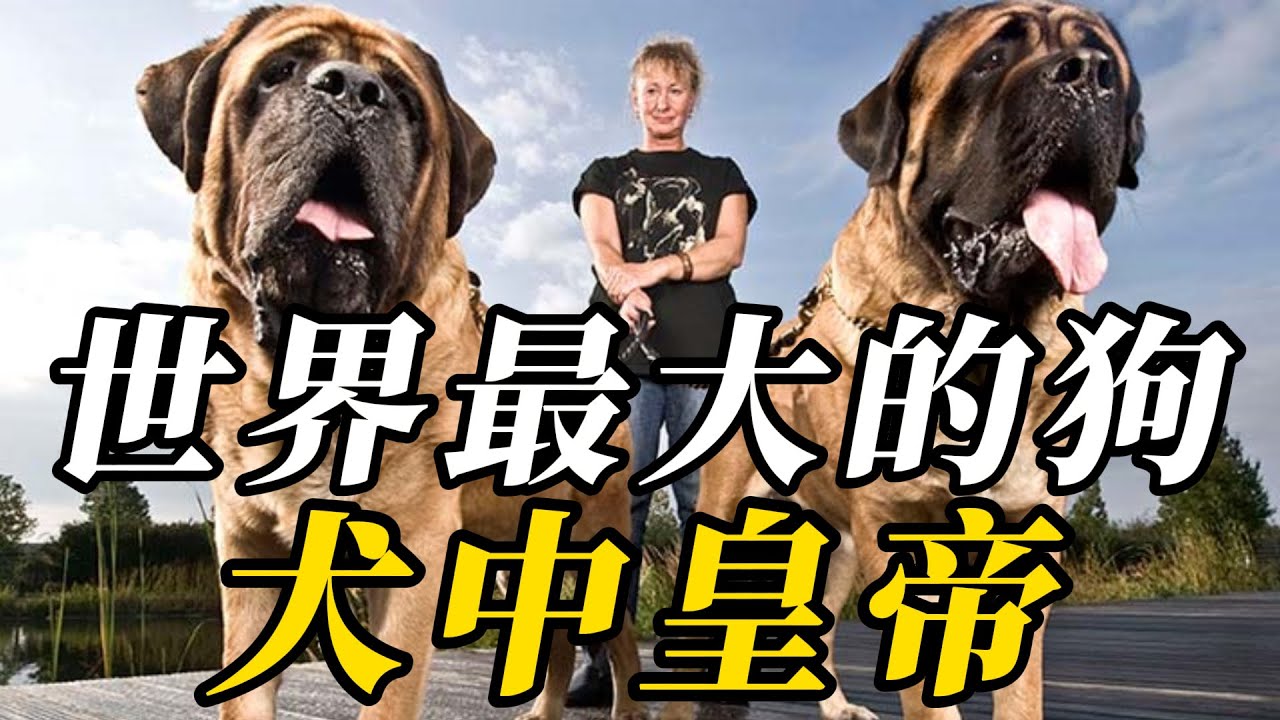 全世界最大的10種巨型犬，藏獒根本排不上名詞！第一名 熊見了都害怕，堪稱犬中霸主！#野生动物 #animals #野生生物 #科普 #百科密码 #野生動物 #知识渊博