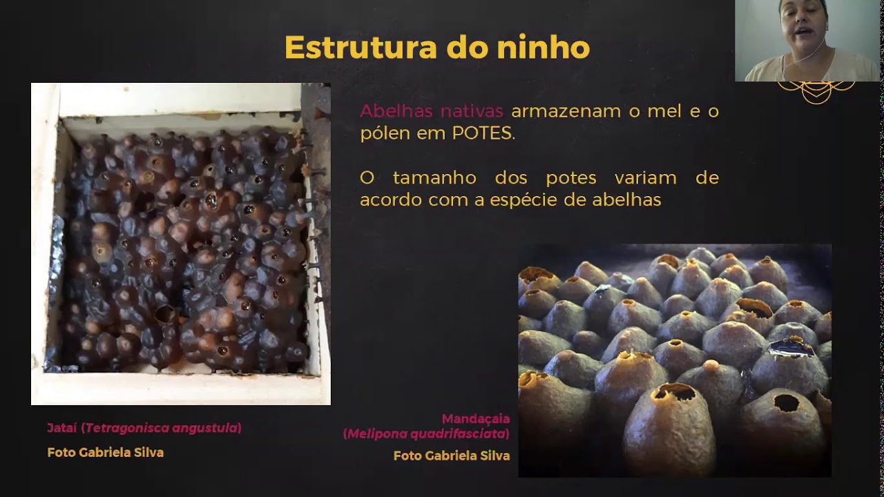 Produção e beneficiamento do mel de abelhas sem ferrão - Por Gabriela Silva @gabeesilva.abelhas