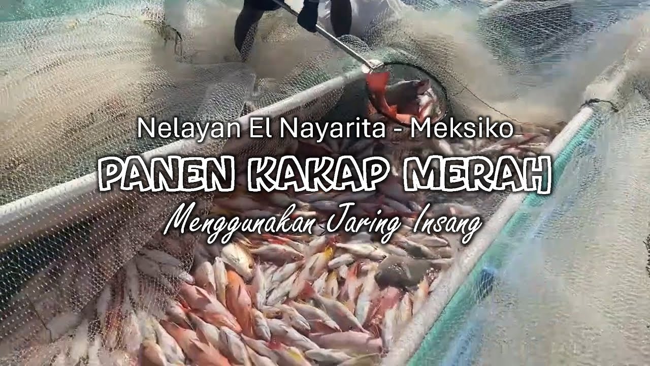 Panen Kakap Merah menggunakan Jaring Insang - Nelayan EL Nayarita, Meksiko.