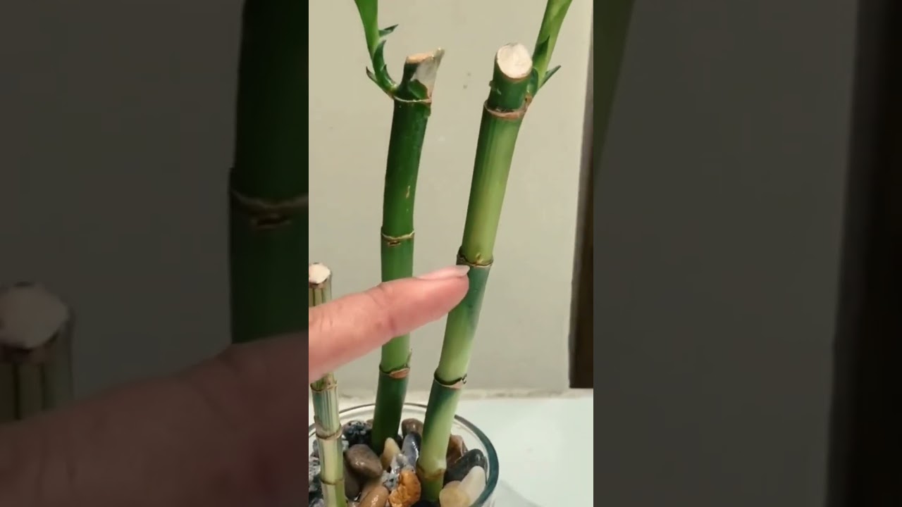 c&oacute;mo reproducir el bamb&uacute; 🎍🤠🌴#plantas #shorts
