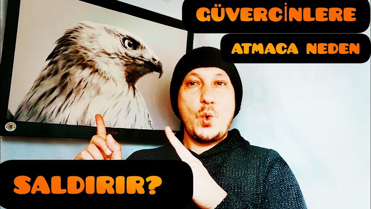 ATMACA LAR GÜVERCİNLERE NEDEN SALDIRIR? / SEFERLİ GÜVERCİN