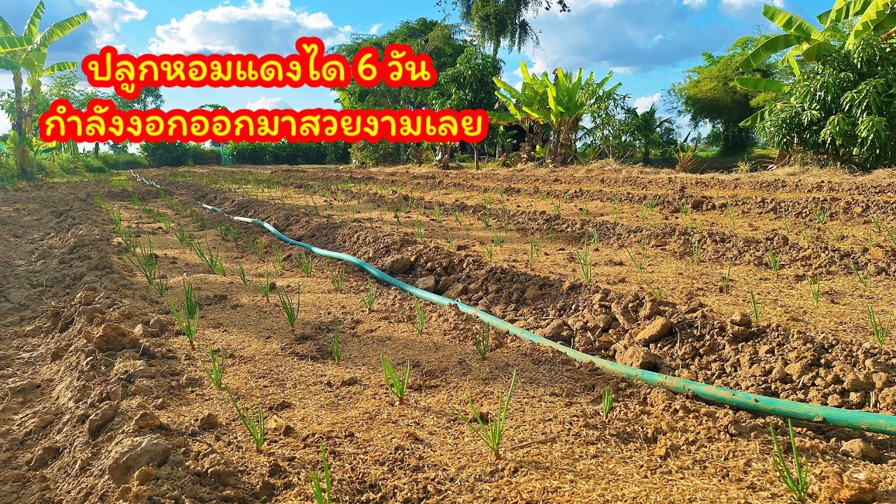 6 ธันวาคม 2568 อัพเดทหอมแดงกระเทียม ปลูกได้ 6 วัน กำลังชูช่องอกงามเลย